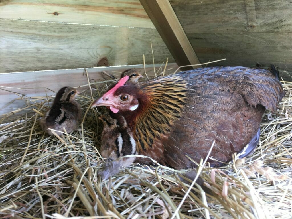 ny udrugede kyllinger hønemor
