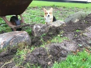 stensætning græskanter hund