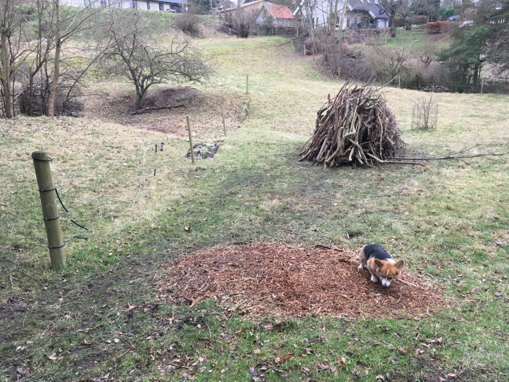 bål mark brænde hund