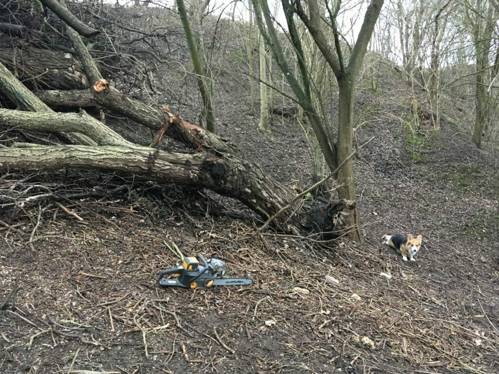 træfældning hund motorsav