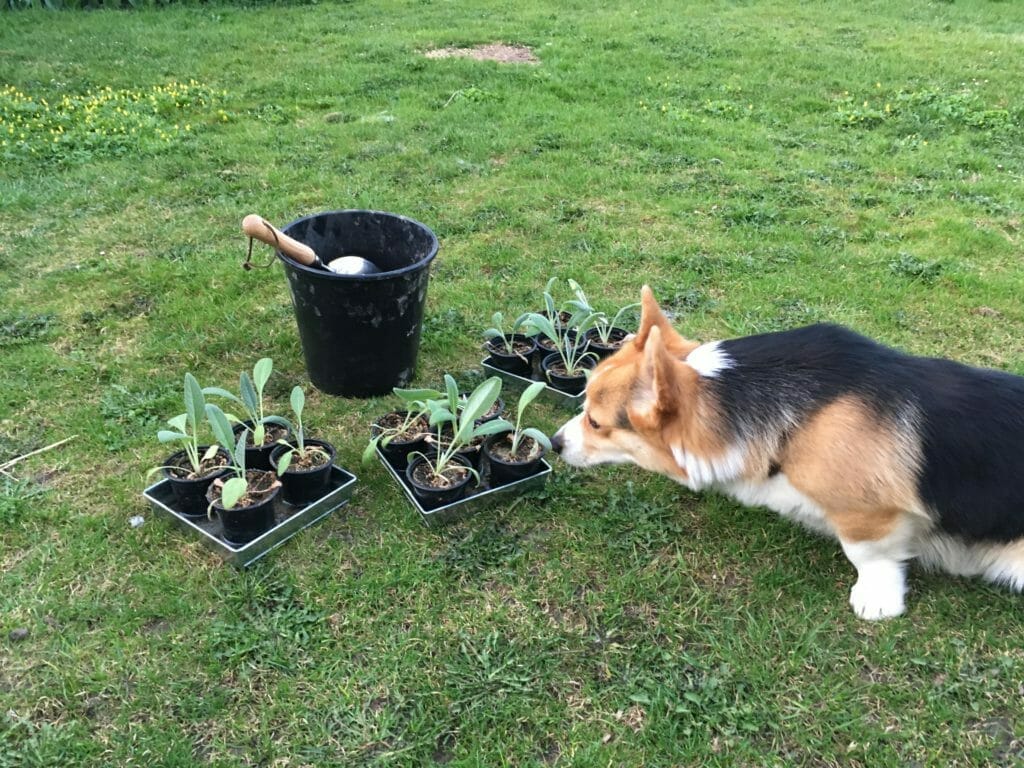 hund dufter til artiskokker