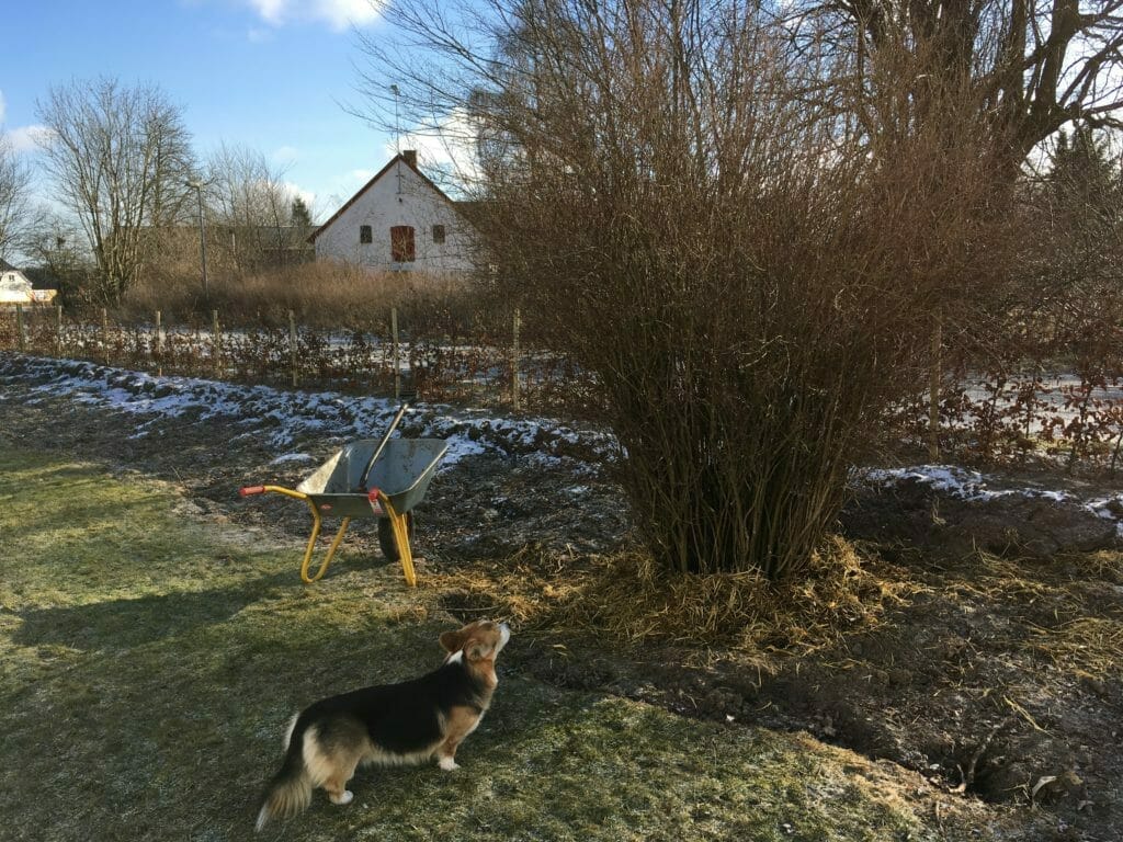 hund kigger på busk