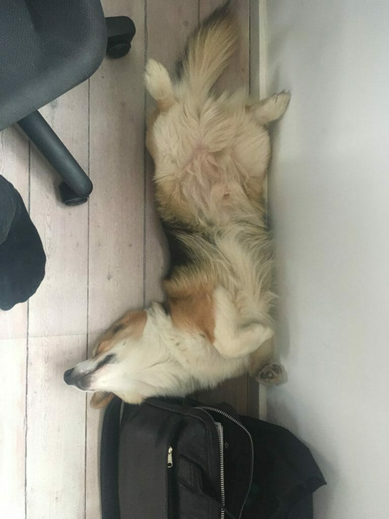 Hund sover på ryggen