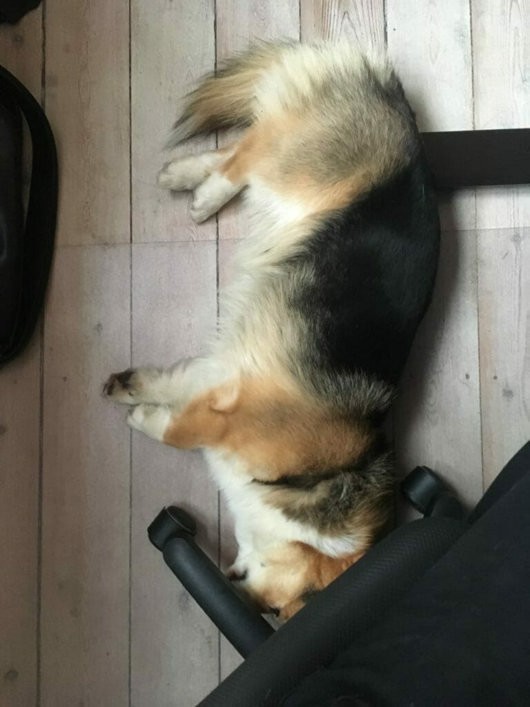 Kontor Hund Sover