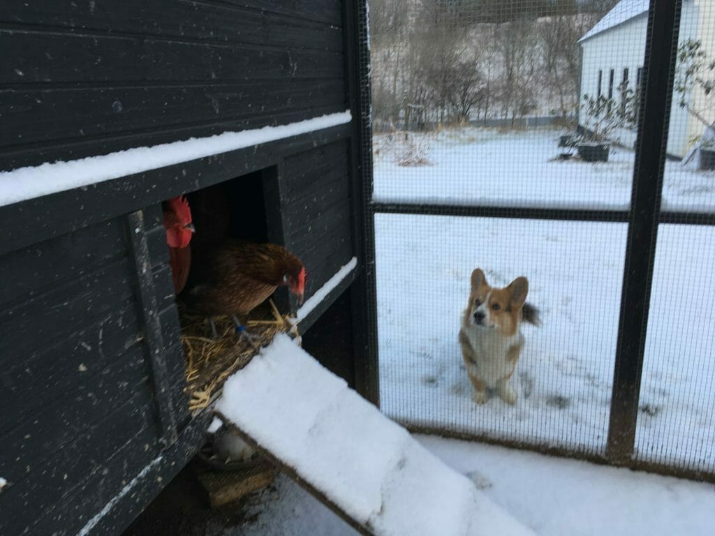 Hund kigger på høns i sneen