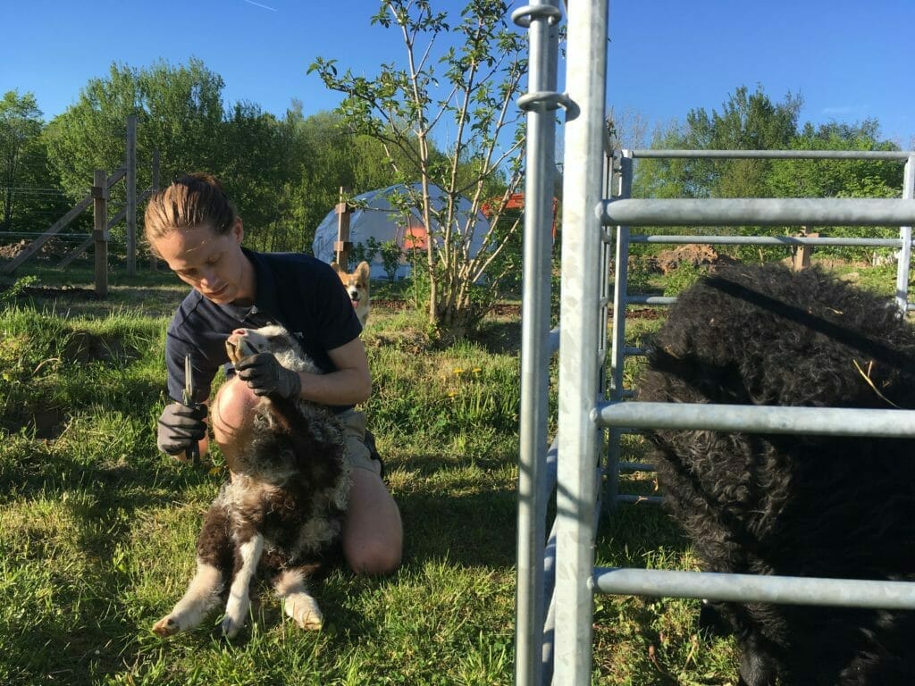 klovklipning klove klipning får