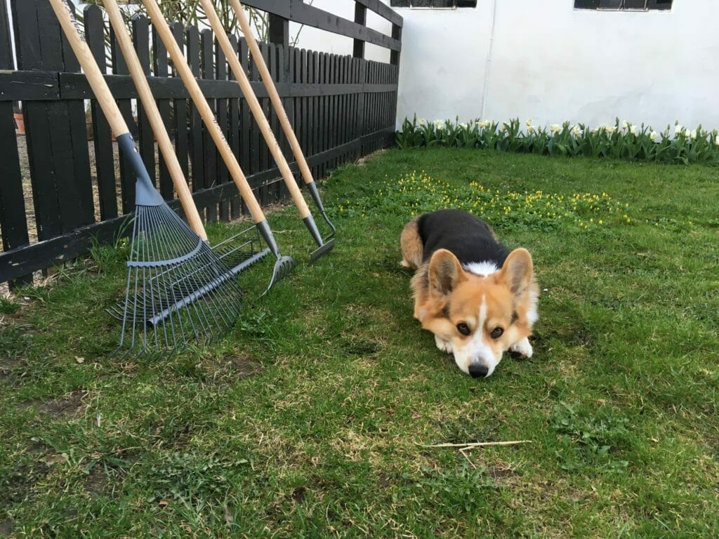 Hund dækker på grænplæne