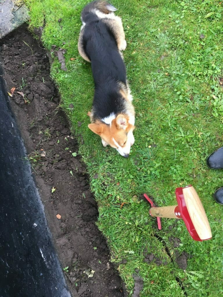 Hund sover på græsplæne