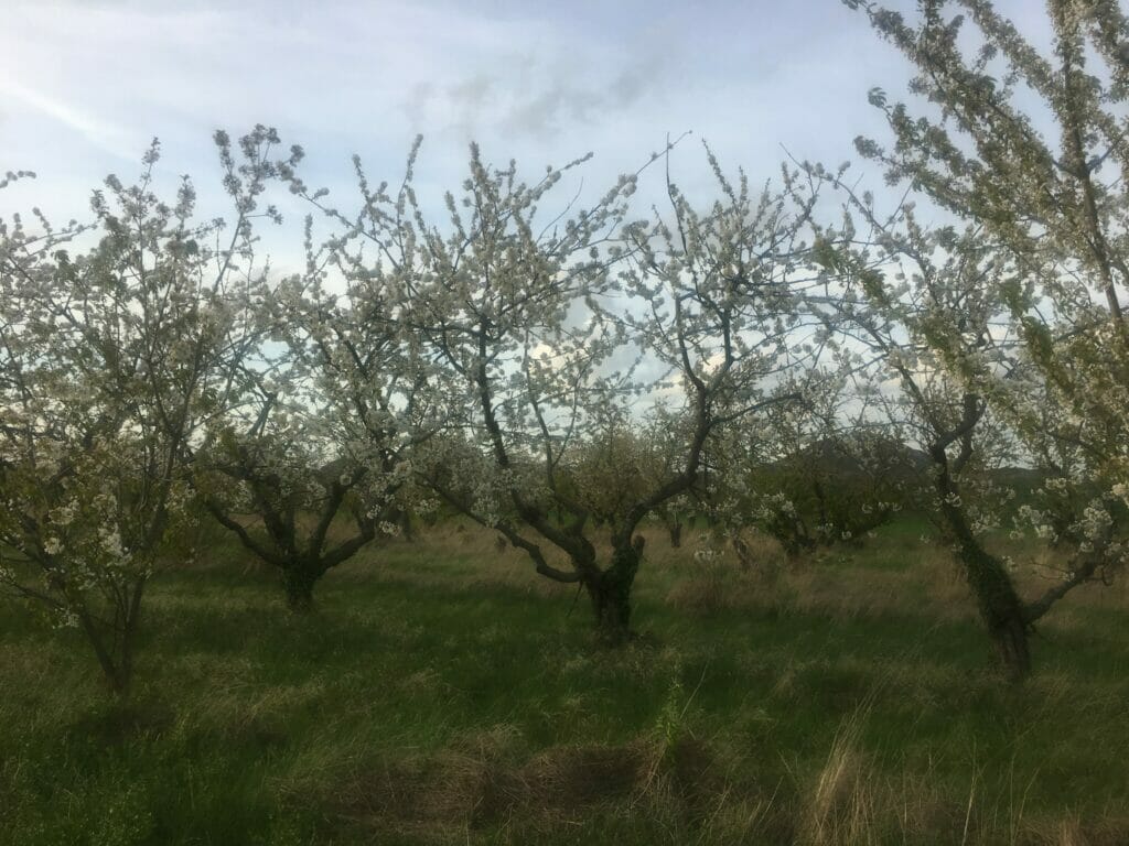 blomstrende frugttræer frugthave