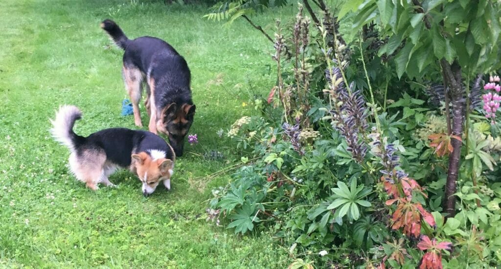 Welsh Corgi Pembroke og Schæfer