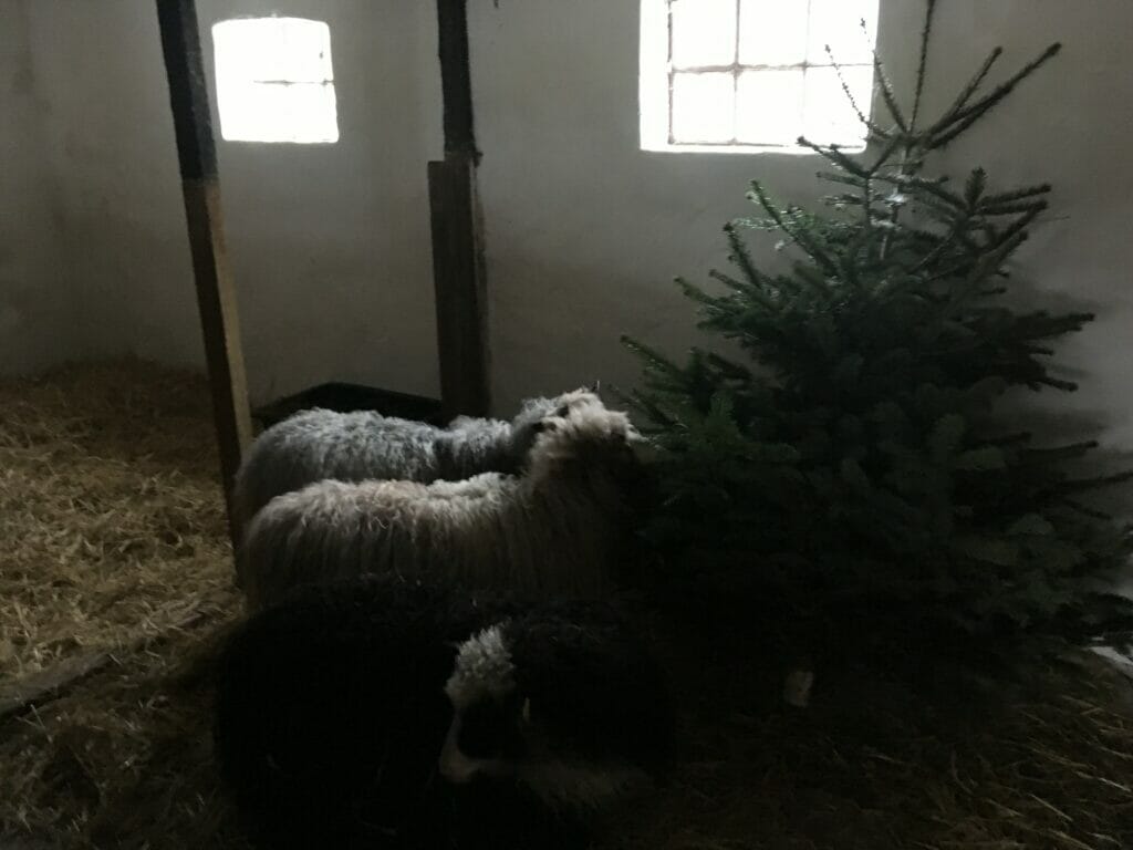 Får juletræer stald