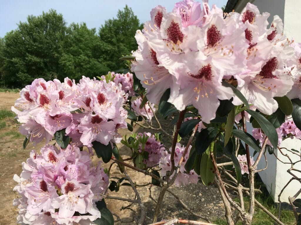 rododendron blomster stor