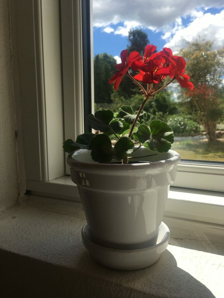 hjemmedyrket pelargonie