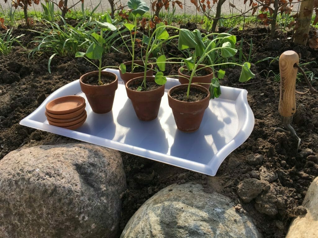 Mamelukker dyrkning potter
