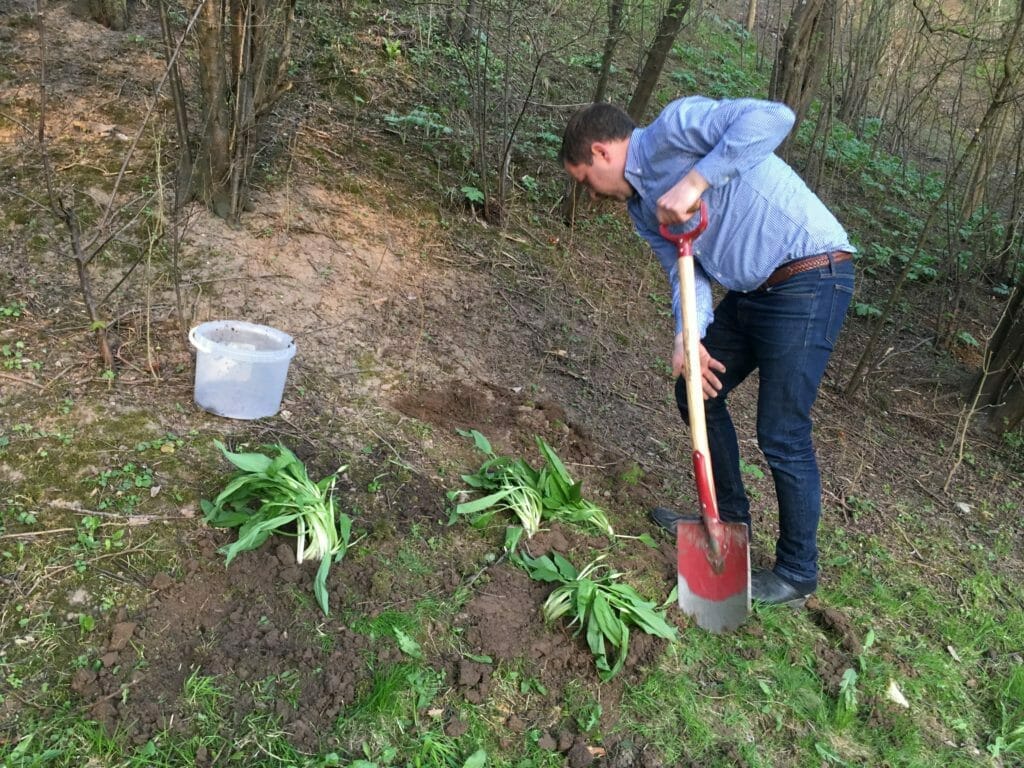 Dyrkning ramsløg plantning