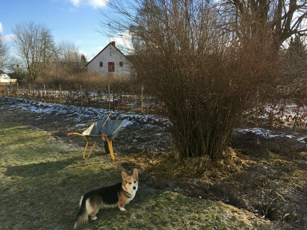 Hund busk halm nyplantet