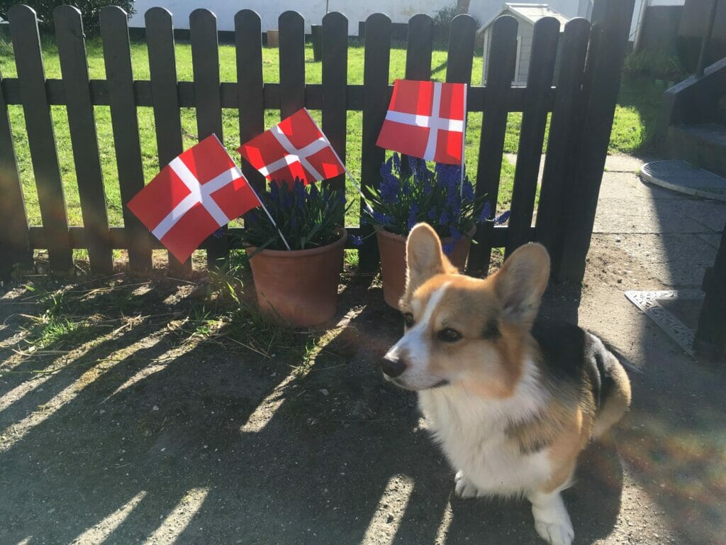 Fødselsdag hund flag