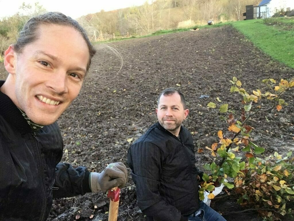 bægehæk plantning sætnig