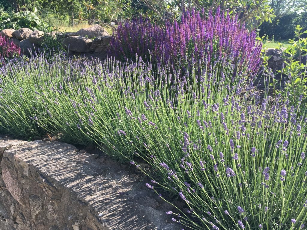 Lavendel blomst lavendelbusk