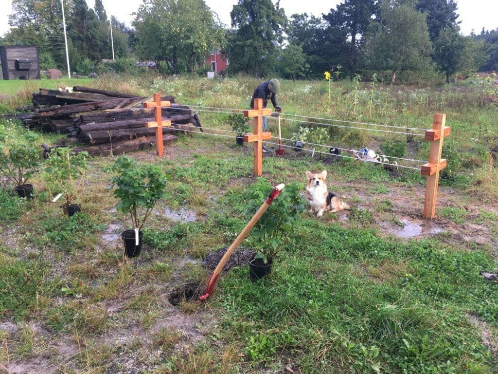 bærbuske bærhave regnvejr vandpyt hund