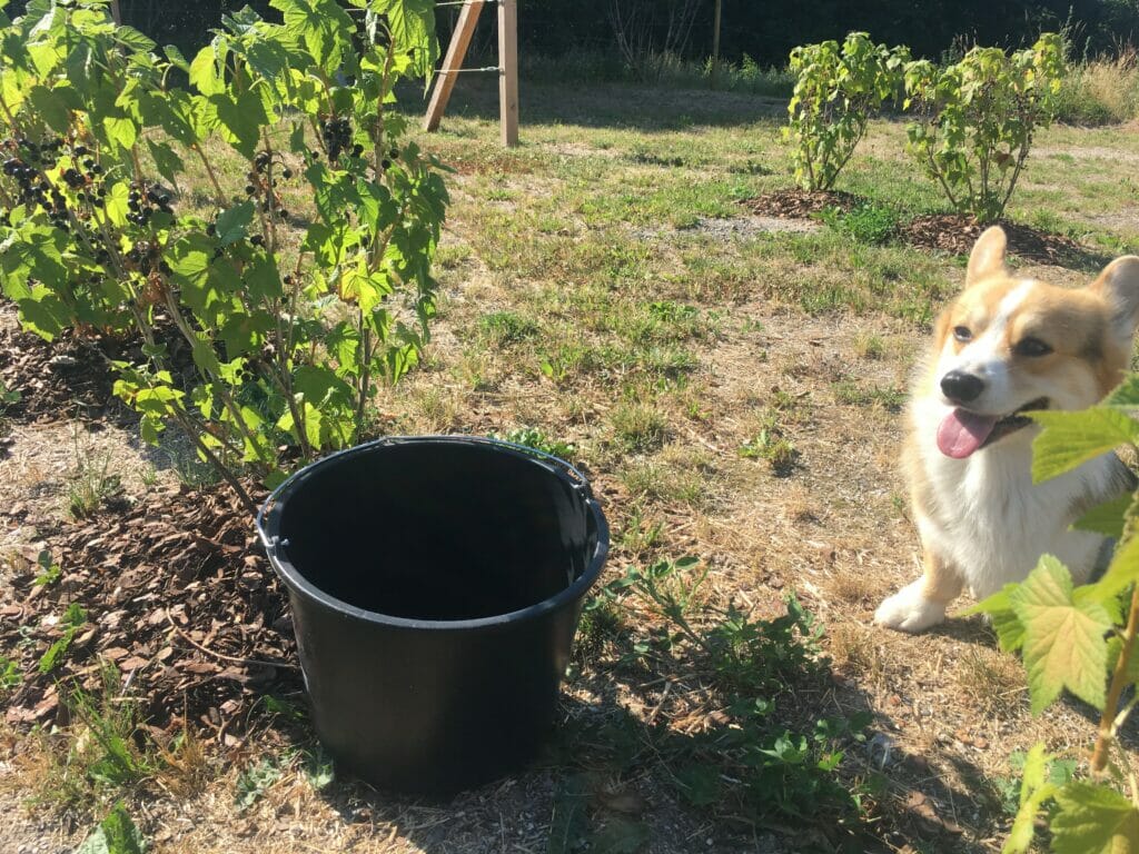 solbær solbærsaft solbærbusk hund