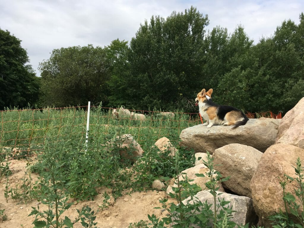 Hyrdehund får indhegning