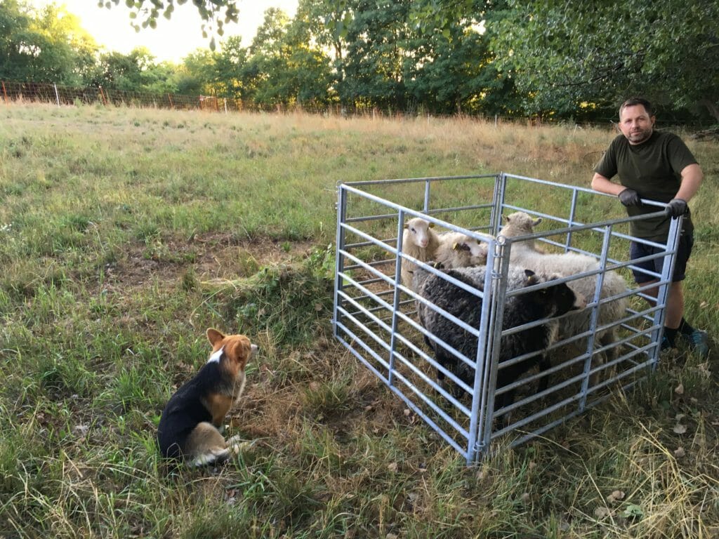 Hund får transport