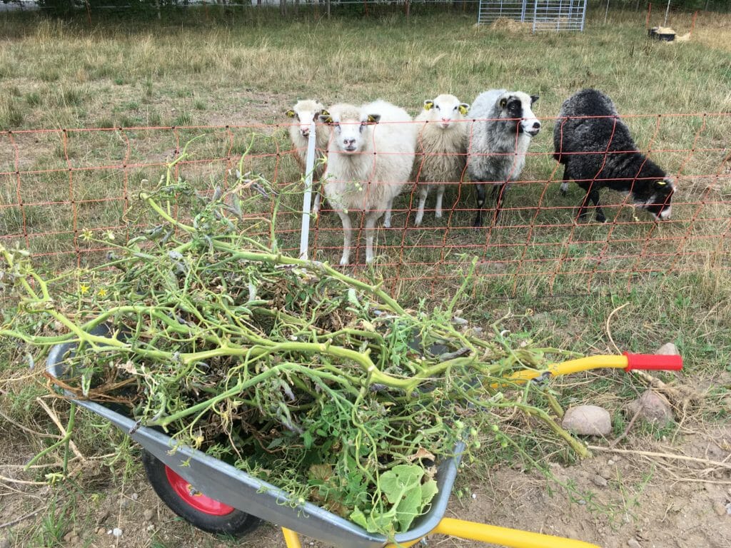 får tomat tomatplanter Tjekliste