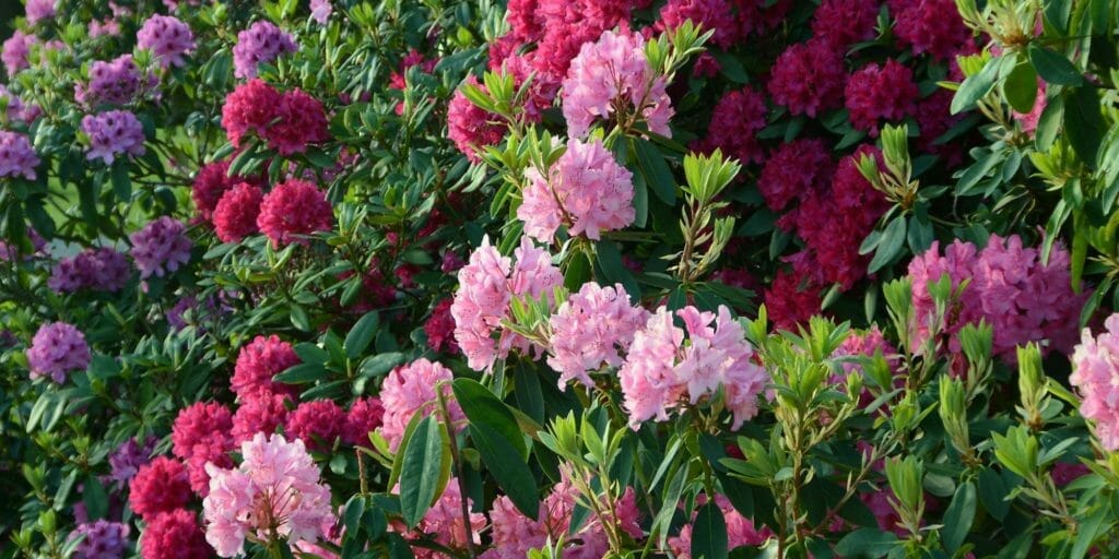 rododendron rhododendron blomstrende