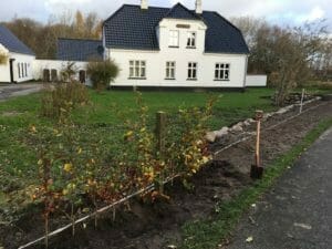 sæt bøgehæk plantning