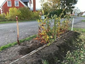 bøgehæk hul spade