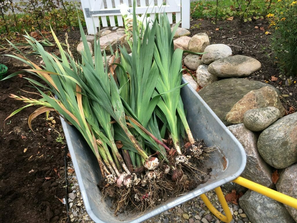 opgravning vinteropbevaring gladiolus trillebør