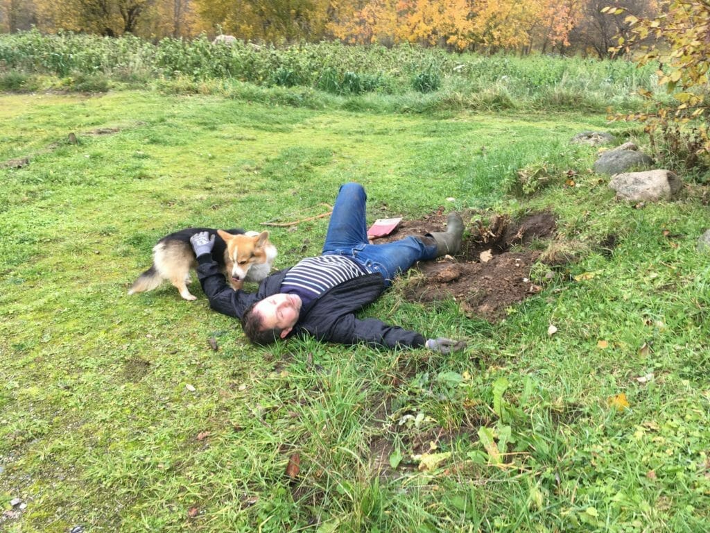 Opgravning rødder hund mark