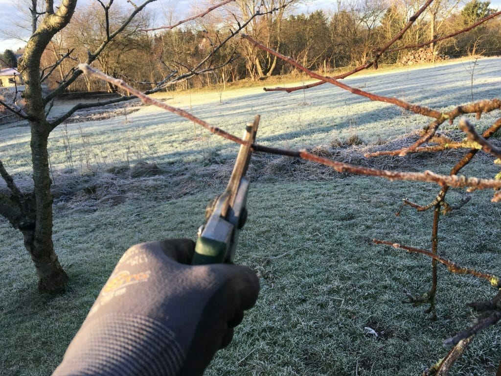 beskæring vinter æbletræ