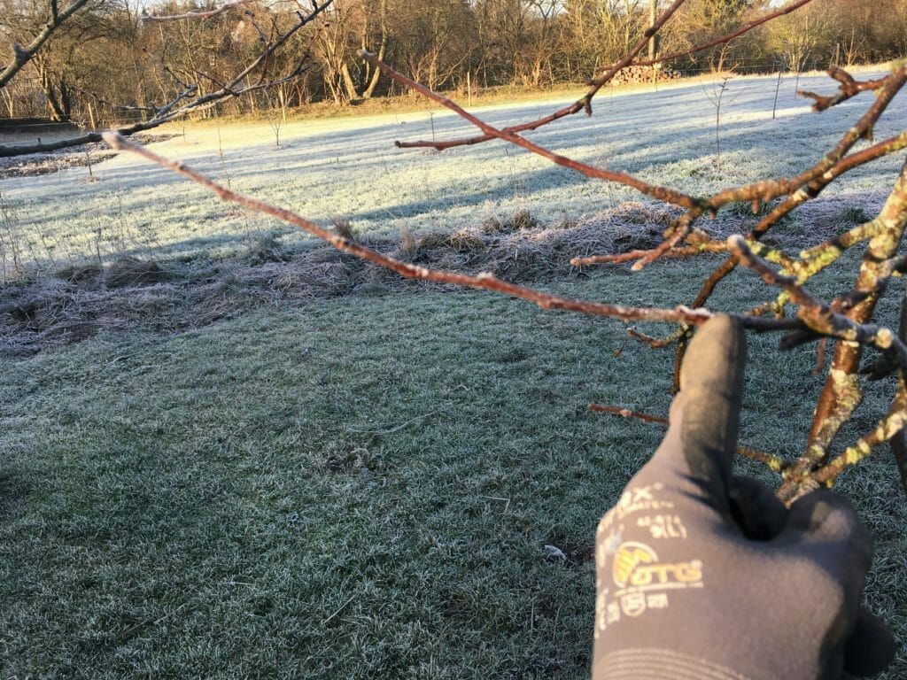 æbletræ beskæring frostvejr