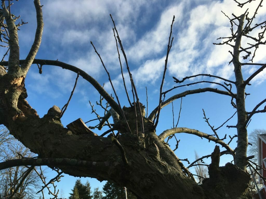 Beskæring frugtræer lodrette grene