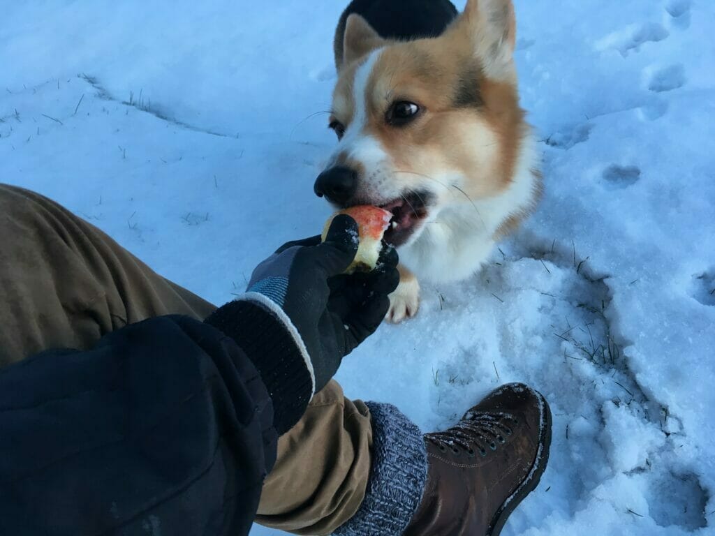 Hund spiser æble sne