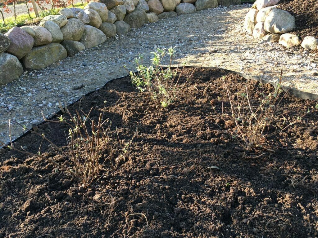 plantning lilla sommerfulgebusk