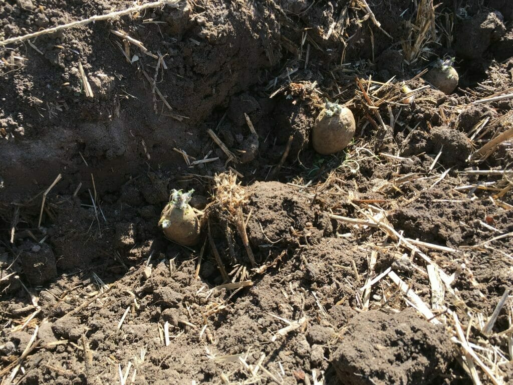 læggekartofler dyrkning af kartofler