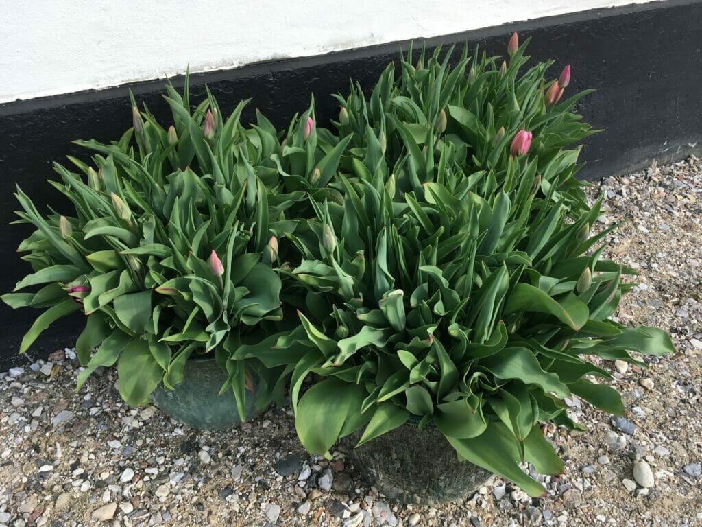 tulipaner i krukker