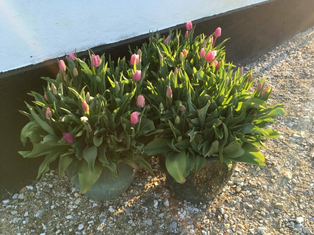 forårsløg forårsblomster tulipaner krukker