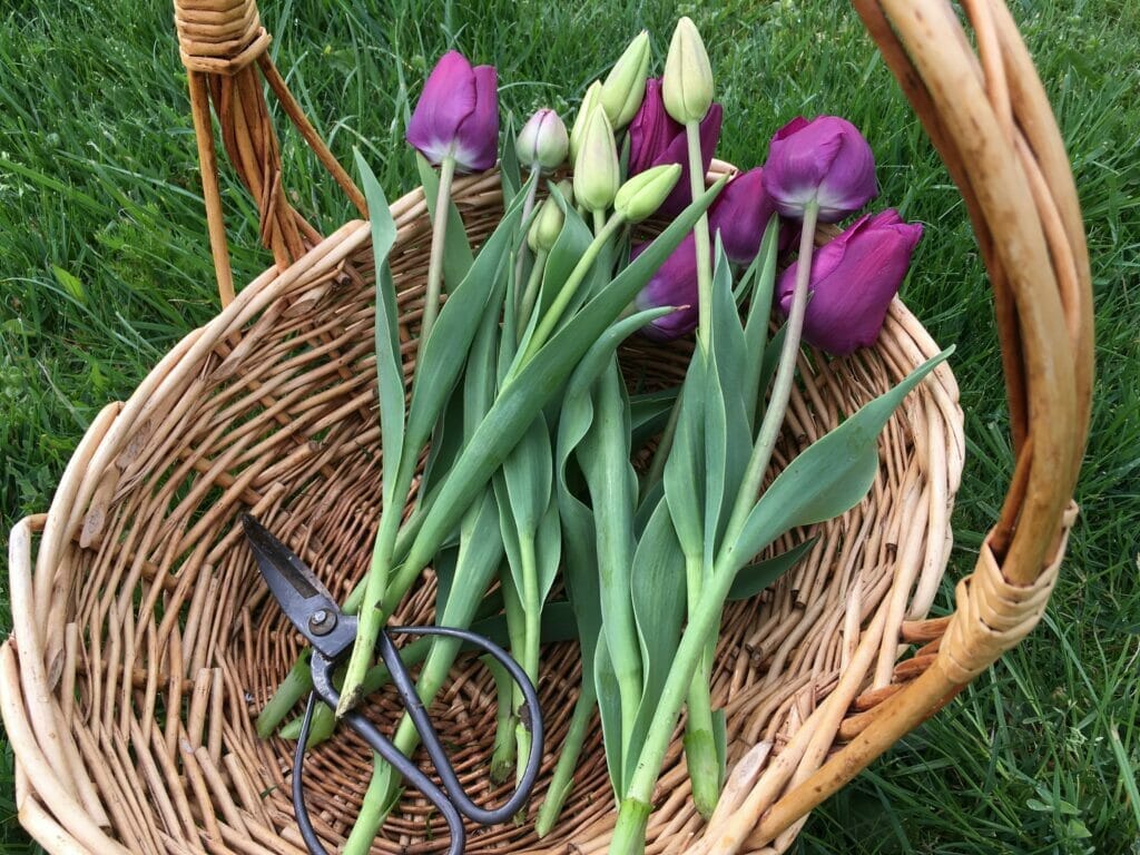 tulipaner til buket