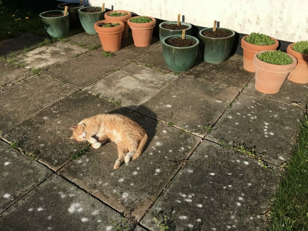 kat solbadning