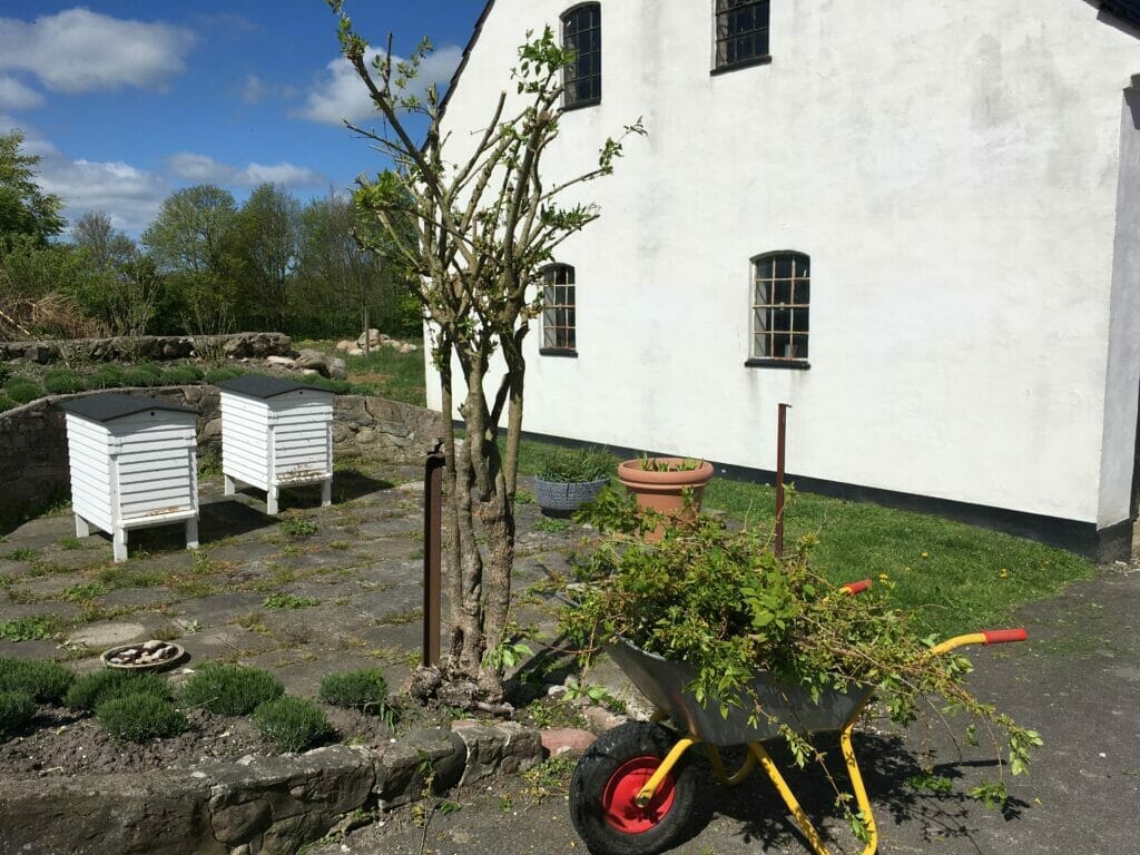 forsythia busk træ beskæring