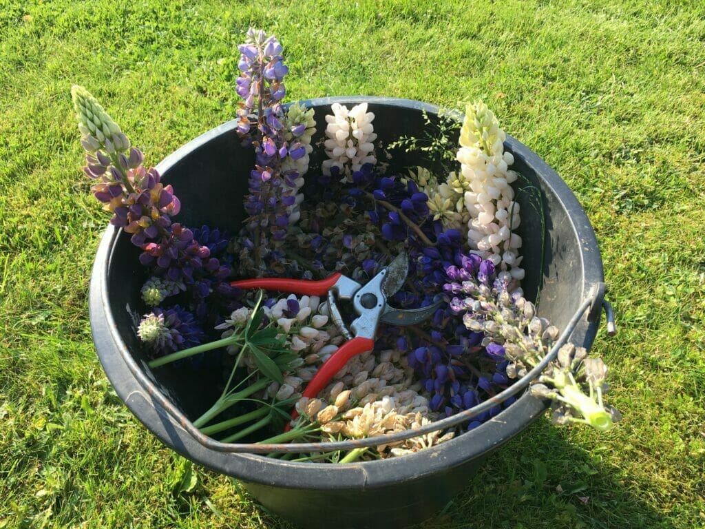 deadhead blomster