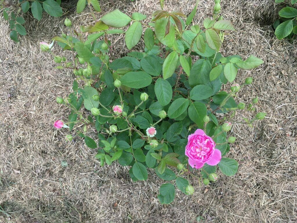 smukke roser