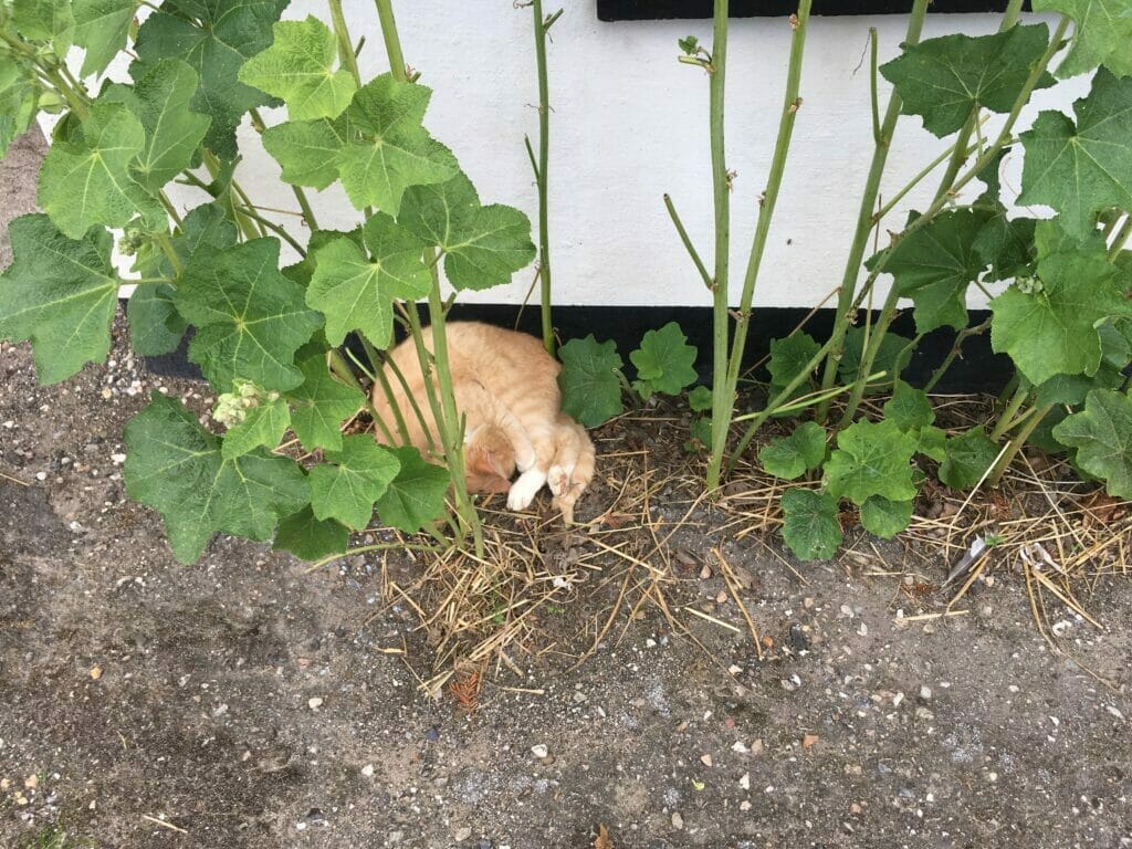 stokroser kat sover gårdsplads bondegård