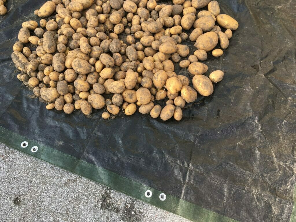 kartofler tørring vinteropbevaring