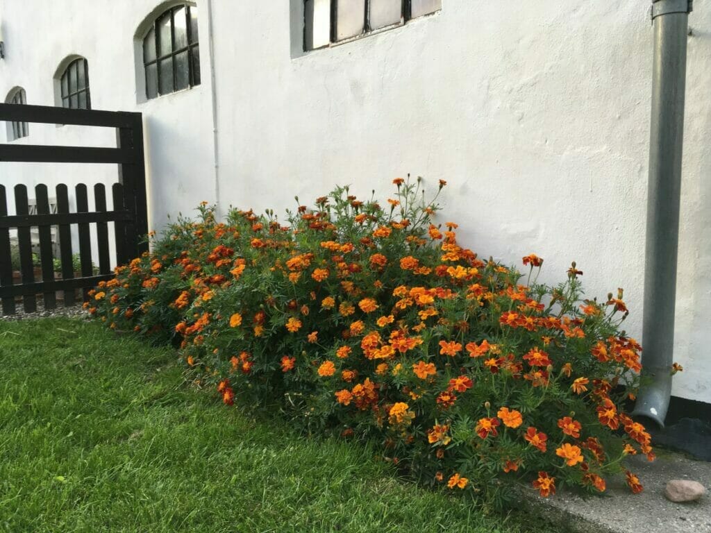 frø fra tagetes