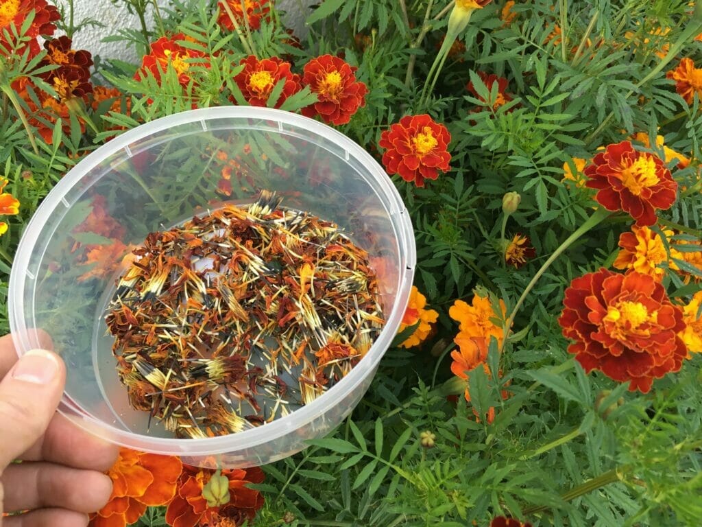 frø fra tagetes